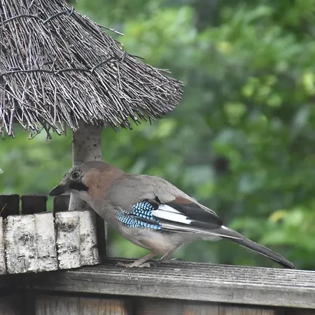 De Oranje Kabouter شاليه *