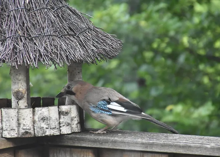 De Oranje Kabouter Chalet *